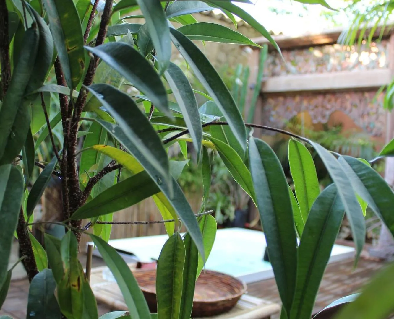 Il Giardino Di Chiara Bed & Breakfast Oristano